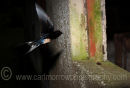 Barn Swallow in flight.